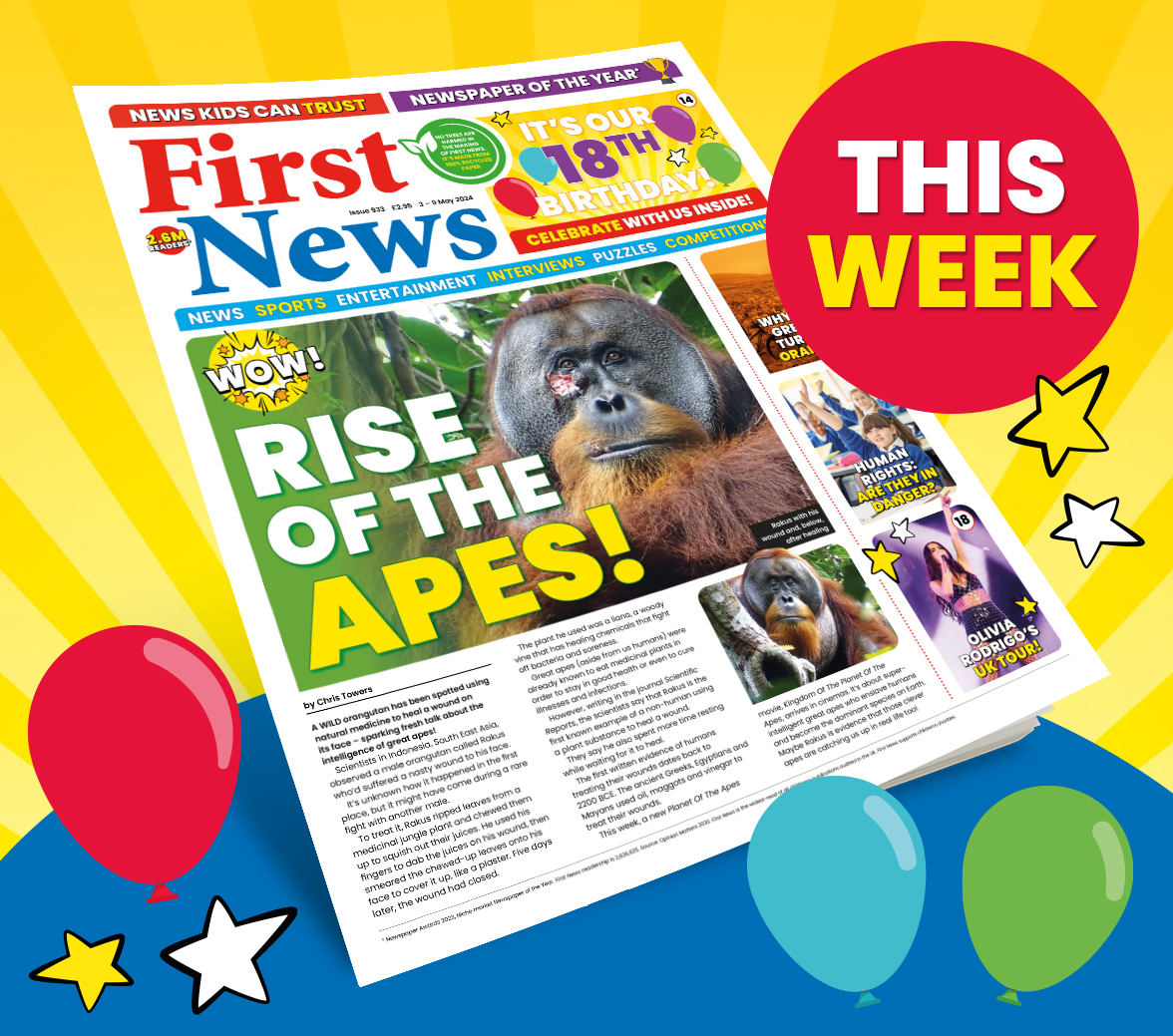 The latest edition of First News, the leading news source for kids, is OUT NOW! 🗞️ This week includes: 🦧 Orangutan uses plant to heal wound 🍰 Family eats 55-year-old cake 🏆 Woman sets new Guinness World Record for longest hair and so much more! Start reading today 📰