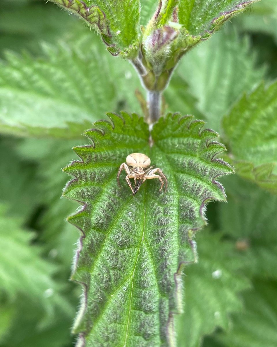 Meet our small, bug friends at The Regent's Park and Primrose Hill! 🦋 

A Silver Y moth, lesser stag beetle and a crab spider captured on a walkabout by our volunteer officer, Anna. 🕷️ 🍃