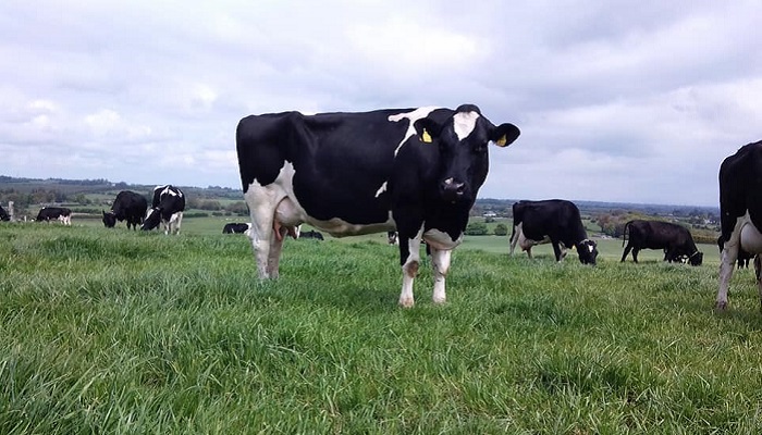 Selected on the basis of breeding replacement heifers, a balanced team of dairy AI sires should be used, as this will increase the reliability of the sire team as a whole. Read more here bit.ly/3xRTfKb