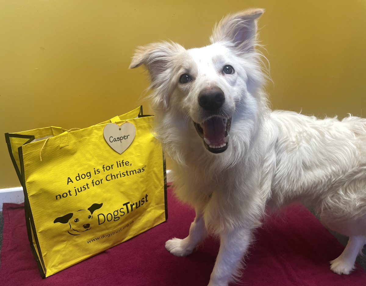 Casper certainly had that Friday feeling🎉as he was the next lucky dog🍀to pack up his bags🛍️and head off to his forever home🏡 #BigYellowBagDay #AdoptDontShop #ADogIsForLife @dogstrust