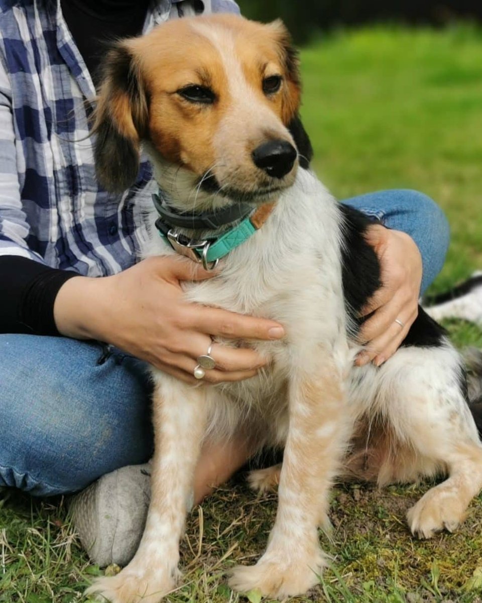 📢Donne Chienne x Epagneul-Beagle 8 ans – Loir et Cher
Contactez le maître :
➡chiensadonner.com/ads/epagneul-b…
🙏 Merci  pour vos partages.
#chien #adoption #adopte #epagneul #loiretcher #chienadonner #chiensadonner
Attention ! Chien a donner, merci de signaler toute demande d'argent.