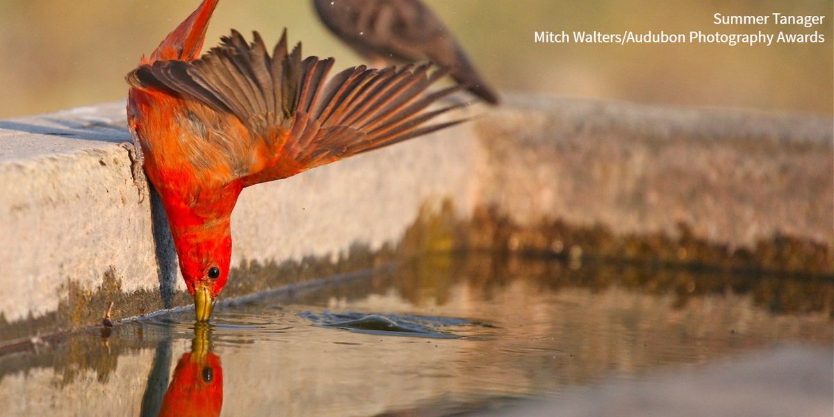 #BirdsNeedWater, and in arid states like Arizona, groundwater is a crucial resource. @AudubonSW brings the issue of overuse to the surface by highlighting what’s at risk if we fail to properly manage our groundwater resources. bit.ly/3ycIqCw