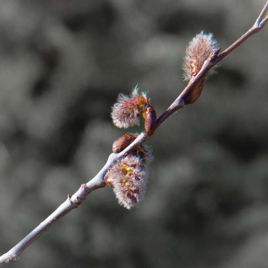 🌳Our Photo of the Week is from Michelle Brandenburg who shot this close up of a budding tree.
👉Want to see your photo here? Send to: bit.ly/3UNTDjB
#strathco #shpk #PhotoOfTheWeek