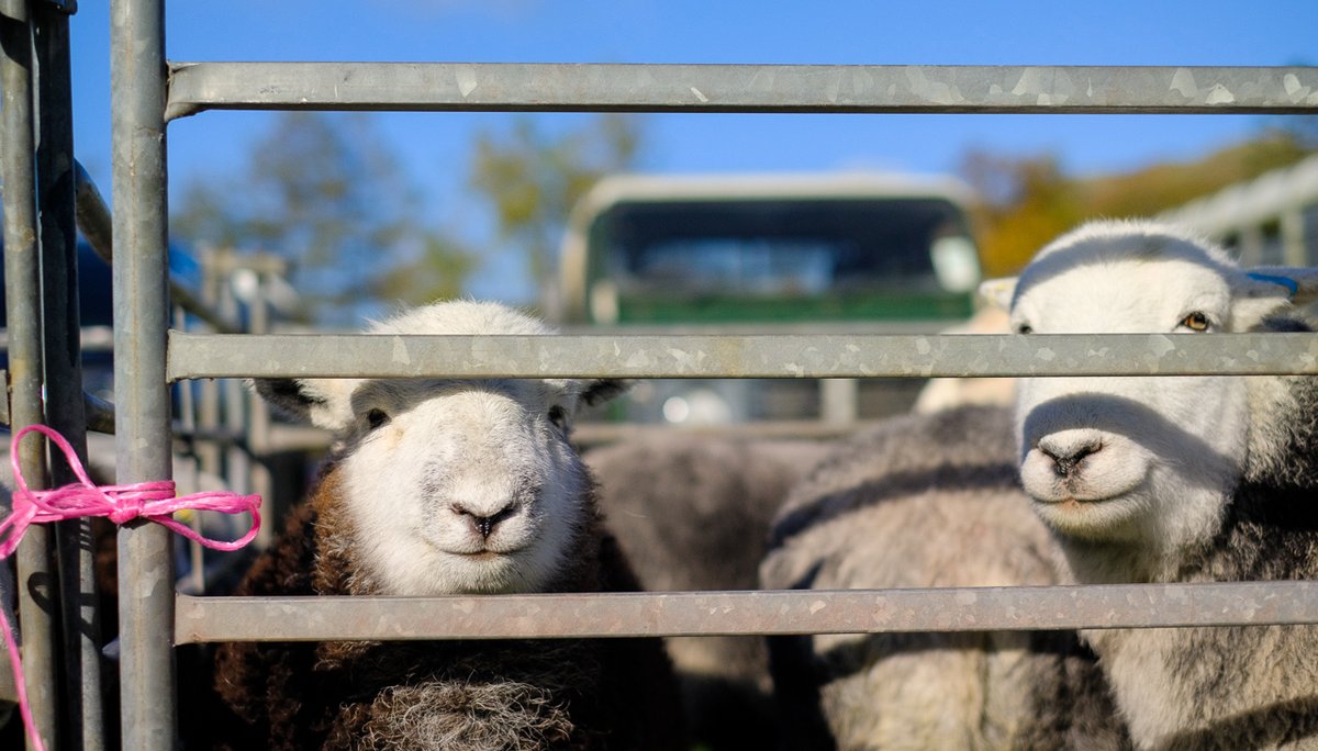 #SheepOfTheDay listening to the election results