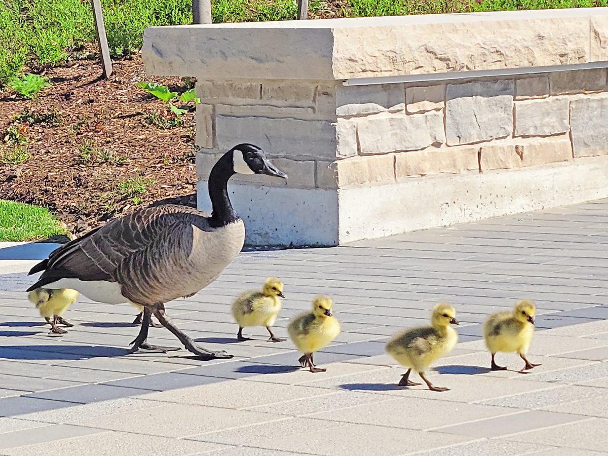 Oh my gosling! 🐤 It’s that time of year again, baby geese on campus @WesternU as our students take flight for summer plans 💜 #WesternU #Spring #Goslings