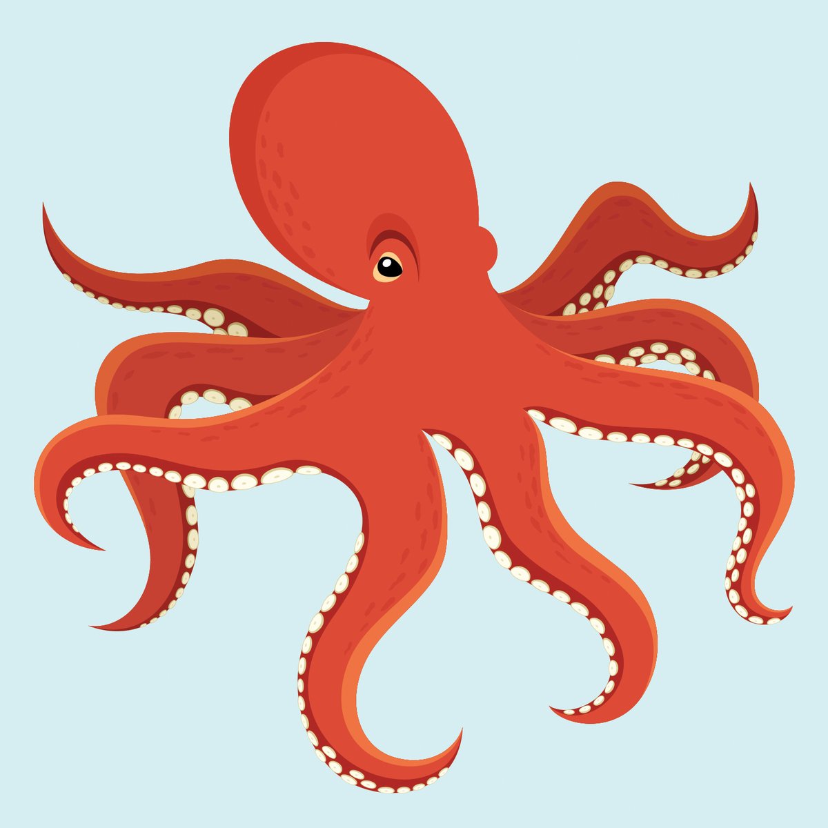 🐙 Our #WordoftheWeek is 'octopus'. Some people think the plural of octopus is 'octopi' because they think the word is from Latin. It actually comes from Greek, and the plural is 'octopodes'. However, the plural that most people use today is 'octopuses'. 📸 © Getty Images