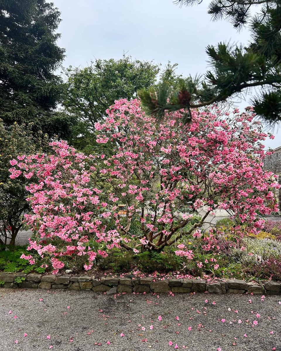 Take a stroll through the beautiful Shackleton Garden, Clonsilla before this weekend’s Proms. Tickets available online eventsinfingal.ie/fingalproms or at the door. Well done to all the Operations Staff for keeping the garden looking so well 👏👏