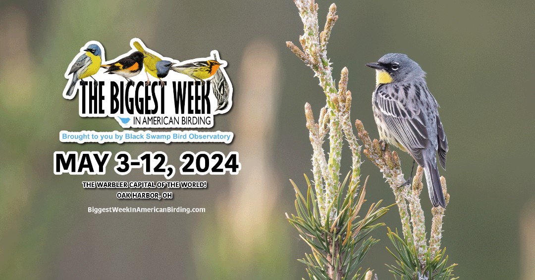 ABCbirds's tweet photo. The Biggest Week in American Birding is here, and so is ABC! We're excited to be in northwest Ohio, “The Warbler Capital of the World,” to celebrate our shared love of birds and birding with fellow birders! Are you attending The Biggest Week?! Come say hello!🐦
@BiggestWeek #BSBO https://t.co/0idbf4dgoa