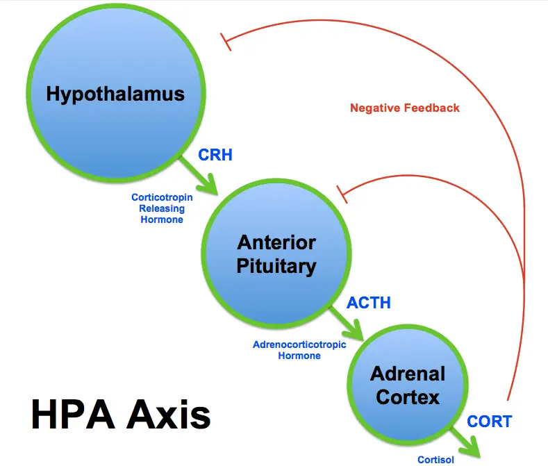 📌HPA Axis 

1) The hypothalamus secretes CRH  
2) CRH prompts the pituitary gland to release ACTH 
3)  ACTH signals the adrenal glands to release cortisol
4) ⬆️ Cortisol levels prompts the hypothalamus and hippocampus to shut off the brain's stress response system (neg feedback)