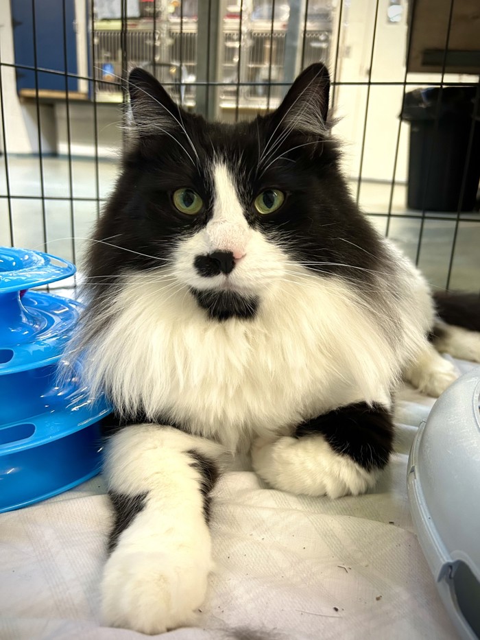 Today's #spotlight is on Buddy Guy! Buddy Guy enjoys attention and affection, often expressing this through rubbing and purring. Until May 5th, the #bcspca is offering 50% off ALL ADOPTION FEES! Learn more about sweet Buddy Guy at ow.ly/XOmZ50RvTf9 #Vancouverbc