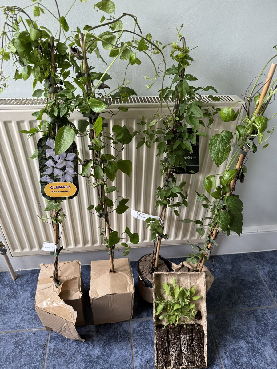 Let’s see if I can keep these alive! (Clematis Alba Luxurians, Gipsy Queen & Lathyrus Odoratus Blue Velvet).