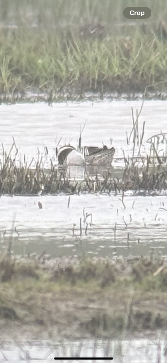 Garganey - an unusual duck - at Cors Ddyga on #Anglesey this afternoon. Brilliant RSPB reserve where today there were also 5 newly arrived swift, my first of the spring. @AngBirdNews