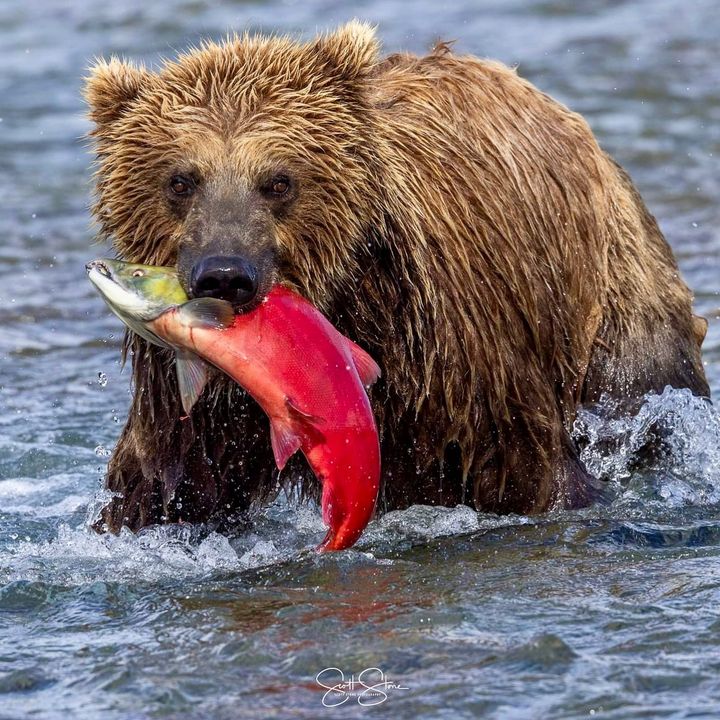 Bear Trust has free lesson plans for grades K-12 #NationalTeachersDay

Learn more at BearTrust.org/education

Brooks Falls, Katmai National Park, ALASKA

Photo by Scott Stone, IG @sstone_images

#NationalTeacherDay #education #educational #scienceeducator #conservationeducation