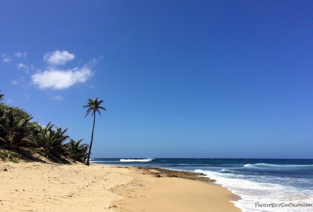 Time to Make Plans for #PuertoRico - Palm At The Point (from 2017) #estaesmiisla