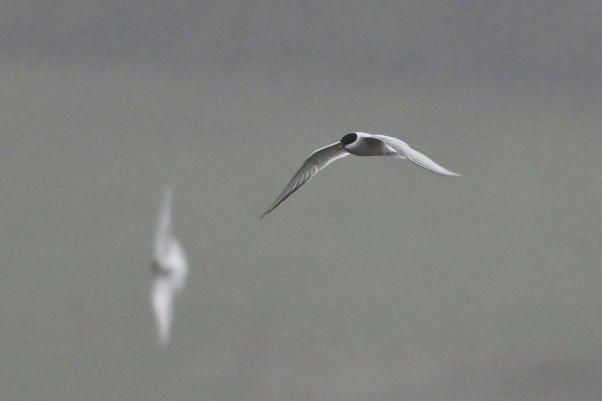 Arctic Terns in a spell of bad weather today at Hollowell Reservoir; three present #northantsbirds