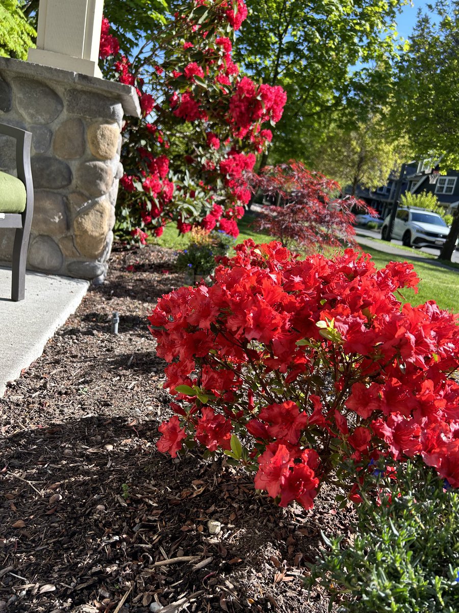 Yay! Got some things blooming 🌸