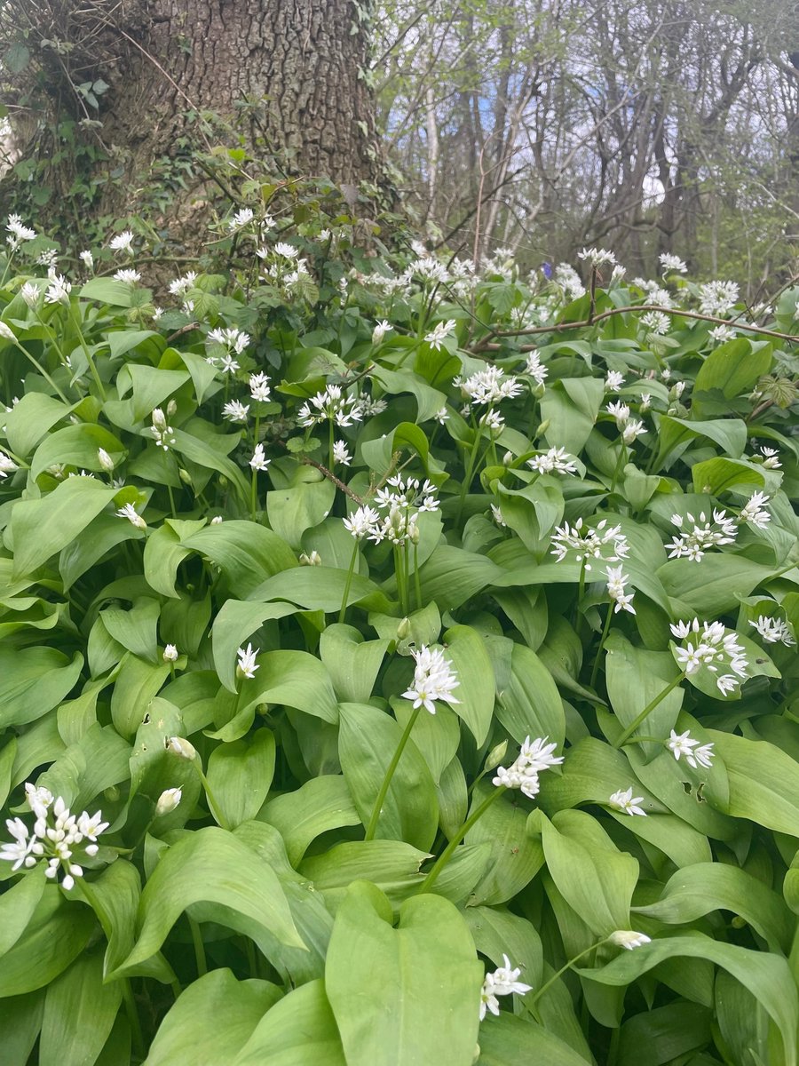 Visit King’s Wood in the #MendipHills this Bank Holiday weekend for a dreamy spring scene of #bluebells and wild garlic carpeting the woodland floor. #Somerset #Spring #AncientWoodland