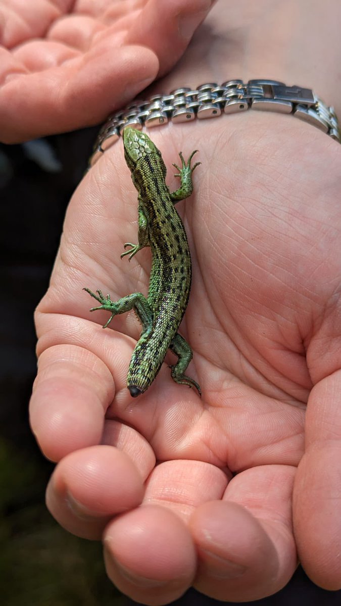 This week, our team found a tailless Common #Lizard during our visit to @WildKingsdale 🦎 Did you know this is part of their incredible defense strategy? It sheds its own tail to escape from predator's or distract them for a quick getaway