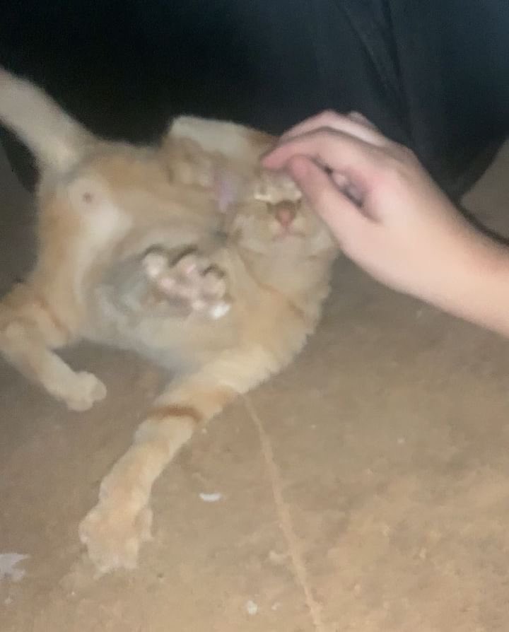 my gfs cat is messed up its fucked up what they’re doing to you