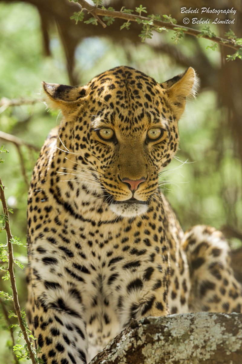 International Leopard Day - a day to raise awareness of their status. Here are two subspecies; #SriLankanLeopard and #AfricanLeopard @CanonUKandIE @WildlifeMag @natgeowild @DiscoveryUK @BigCatRescue @ConserveWildCat #wildlife #TwitterNatureCommunity #InternationalLeopardDay