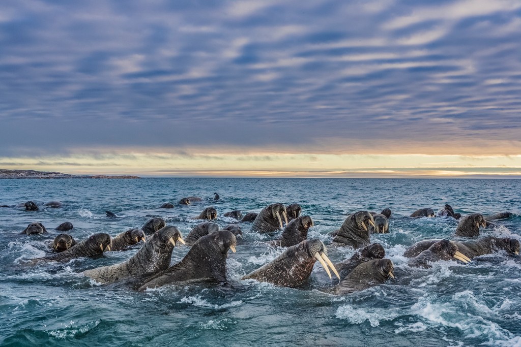 Among the herd, what’s the tusk of the town? Walruses gather in groups of over 100 individuals where things can get rather noisy. The social marine mammals often snort, grumble, and bellow at each other, resulting in quite an uproar. Photos by @paulnicklen #walrus #ocean #nature