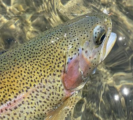 Hey All!  It is time to share some #fishpics! 

Tag me, respond here, or use #fishpicsfriday and I will reshare your #fish pics!  

Getting it started with this beautiful fish that slurped one of my dries!

#fishing #flyfishing #dryflyeater #rainbowtrout