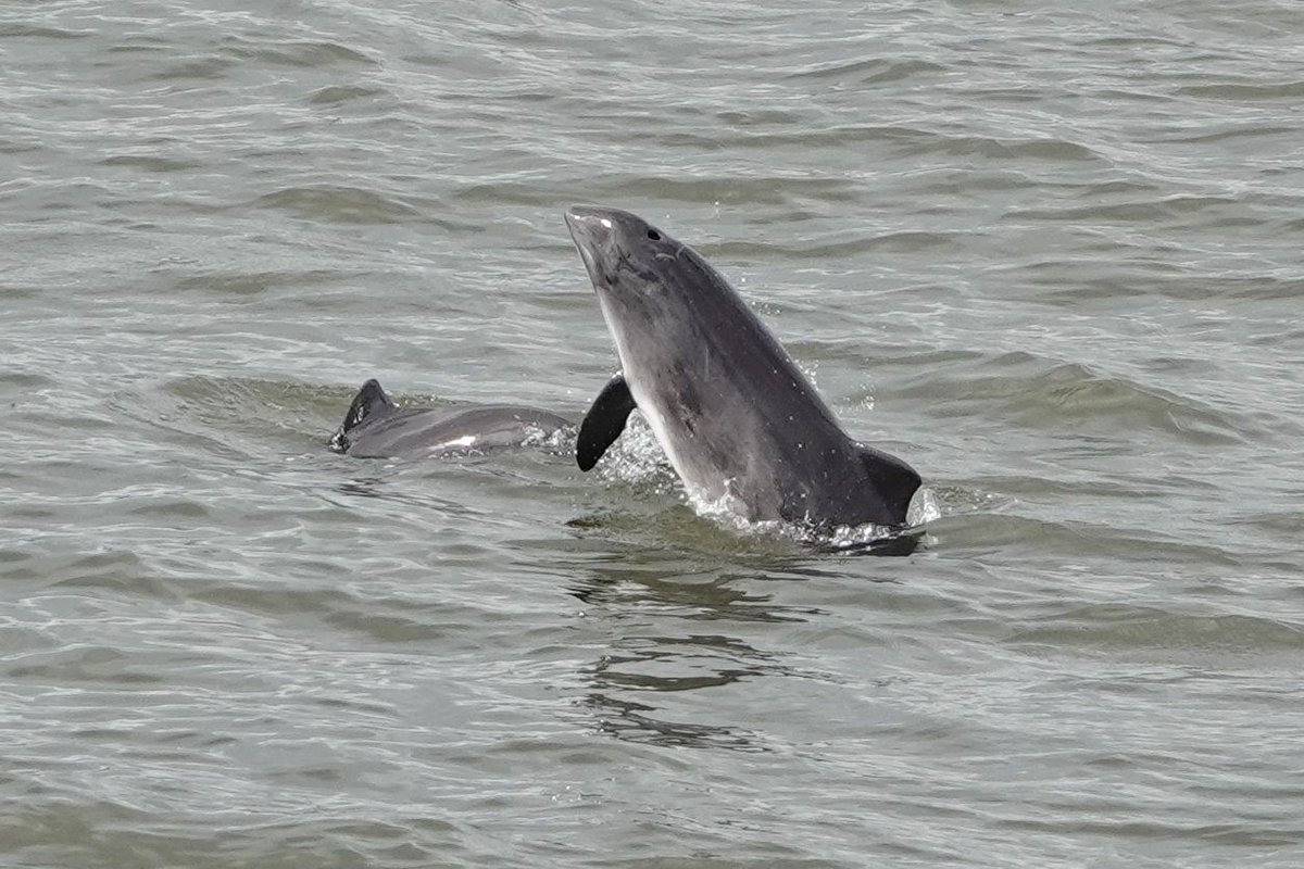 It's #FunFactFriday! #DYK that Harbour Porpoises have Megatestes?! Their testes can swell to 4% of their body mass. The idea is to produce so much sperm that other males’ competing sperm is flooded out or just outnumbered in the female’s reproductive tract. 
📷 Marcus
#WhaleTales
