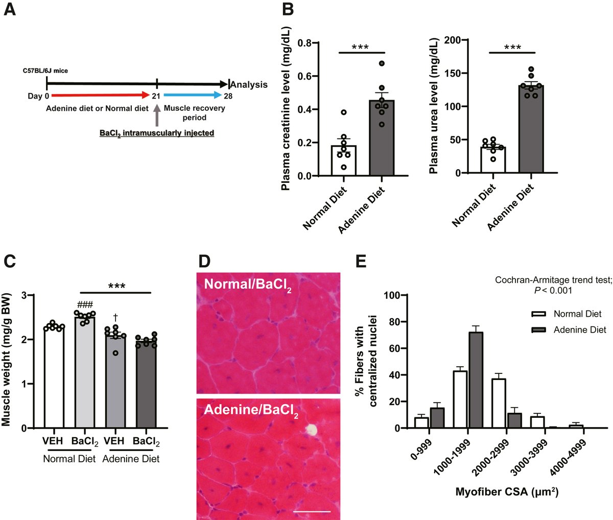 #CurrentIssue Uremia Impedes Skeletal Myocyte Myomixer Expression and Fusogenic Activity Full text: ajp.amjpathol.org/article/S0002-…