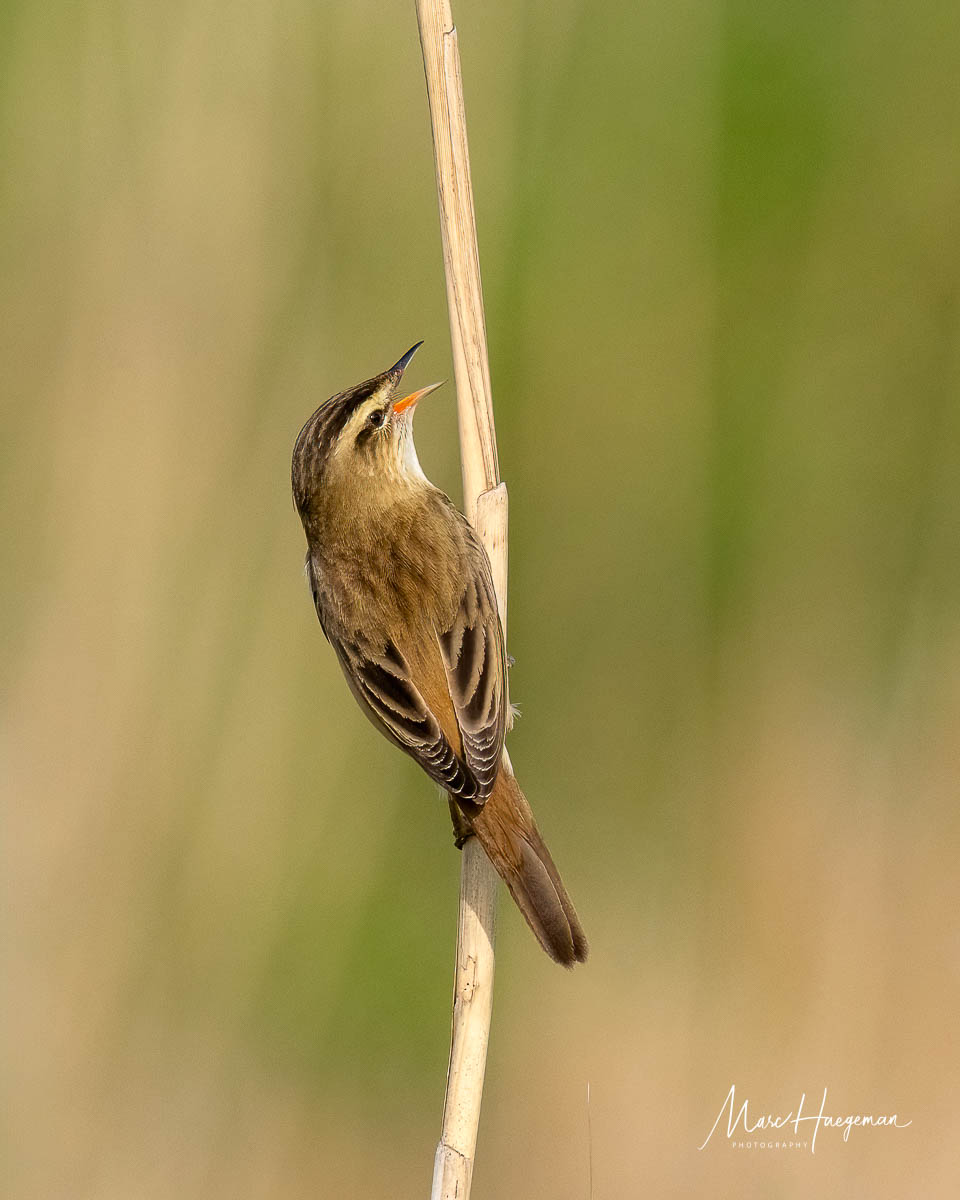 The Reed and the Sedge Warbler (Belgium) #BirdsSeenin2024 @vogelnieuws #VogelsinBelgië@vogelinfo @Natures_Voice @sonybelgie @SonyNederland #natuurpunt @MijnNatuurpunt #birdphotography @Britnatureguide