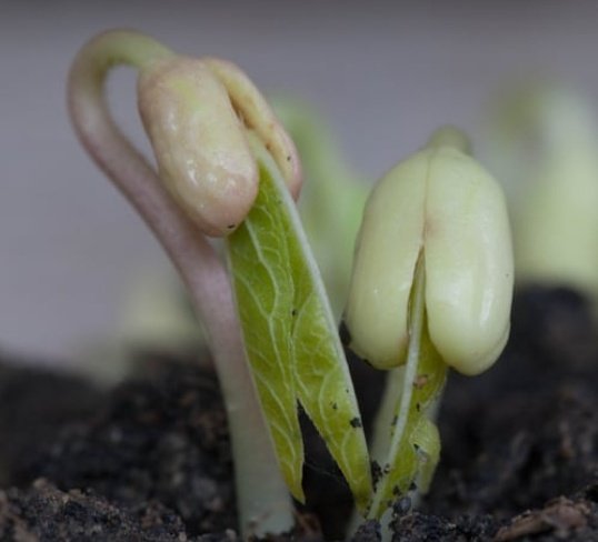 How Nyako's rosecoco germinated