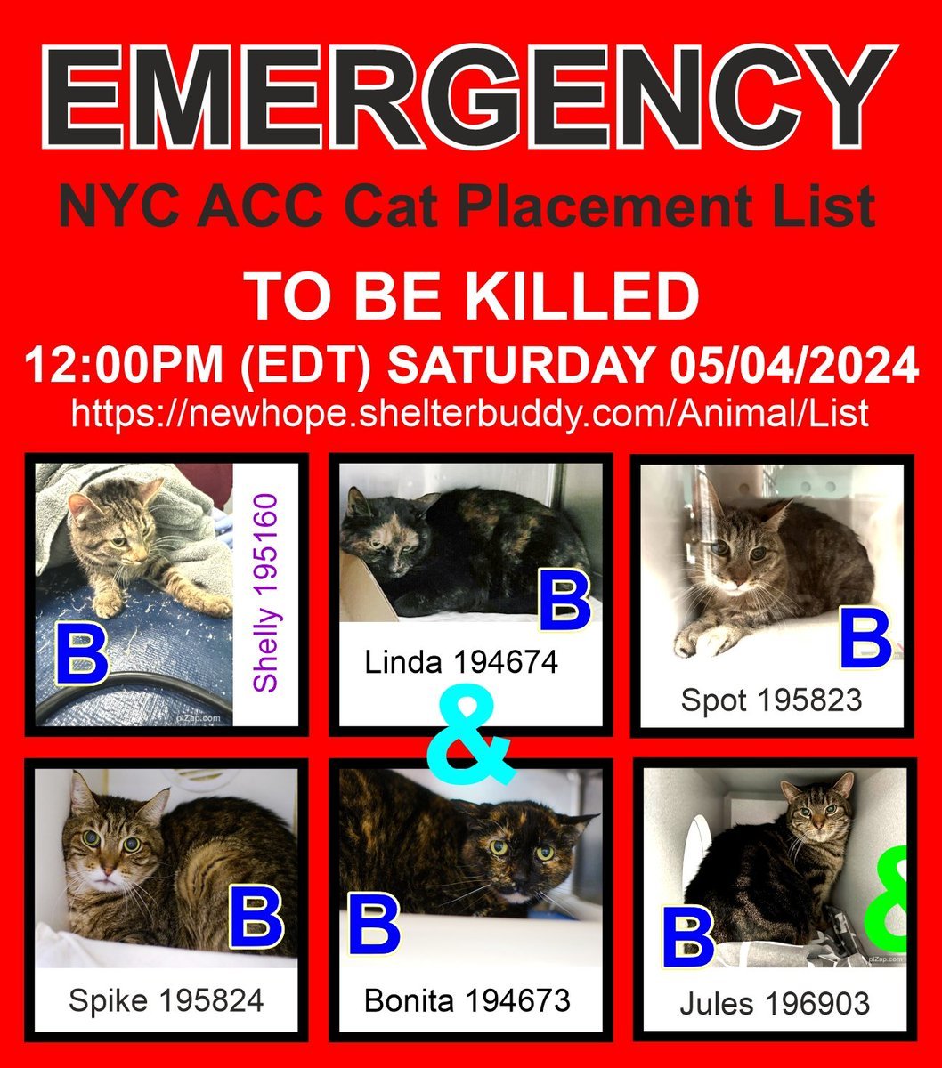 🆘🆘🆘THESE 6 POOR CATS –JULES, LINDA, SHELLY, SPIKE, SPOT AND BONITA - ALL AT RISK OF EU ON 5-4-24🆘🆘🆘🔥🔥🔥 PLEDGES WLL HELP STIMULATE RESCUE INTEREST FOR ALL – JULES, SHELLY AND SPIKE ARE IN PARTICULAR NEED OF PLEDGES - RUNNING OUT OF TIME. 😱🔥🔥😱 PLEASE SHARE AND…