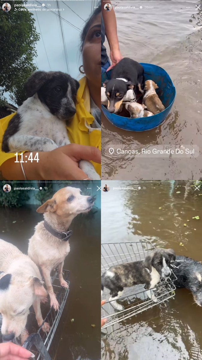 Pessoal de Canoas, a Paola precisa de ajuda!!! Compartilhem pra ajudar! Façam pix, divulguem pra ela conseguir lar temporário. Os animais foram abandonados e alguns estão até acorrentados! 

Vão no Instagram dela: @paolasaldivia__

😭💔