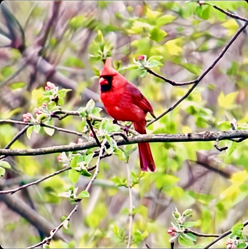 #cardinals #male #birds #backyard #wildlife #wildlifephotography #upstateny #birdsofinstagram #cardinalsofinstagram @audubonsociety #just_newyork #your_best_birds @News_8 @bhphoto @13WHAM #picturetokeep_weekly @news10nbc @shutterbugpix @ROCTopShot #roc_photographer_of_the_day