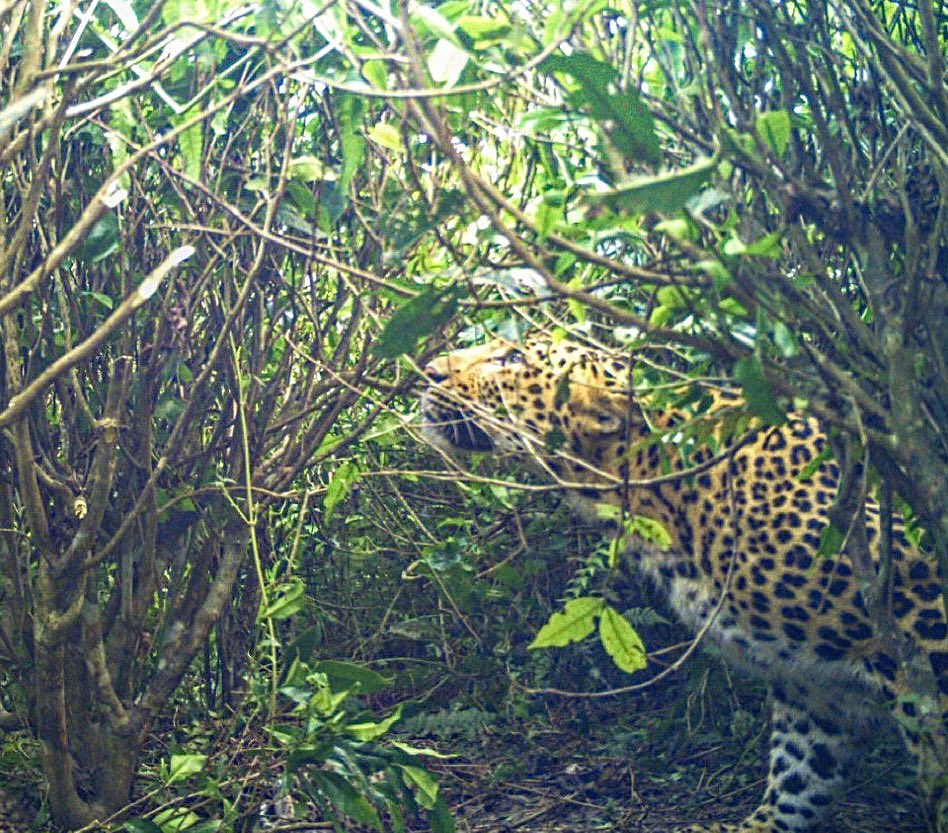 Leopards are agile and can adapt to all kind of places. From Rocky & dry parts of Rajasthan to High forest of north east. From cities like Bombay & gurgaon to unmanned lands of Himalayas.

They are everywhere. Adapting & thriving. Here one in a tea garden. Today is #LeopardDay.