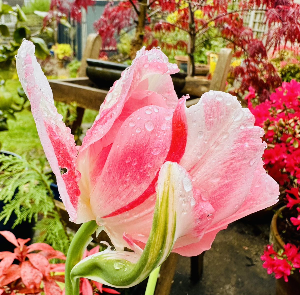 Wet Tulips. #flowers