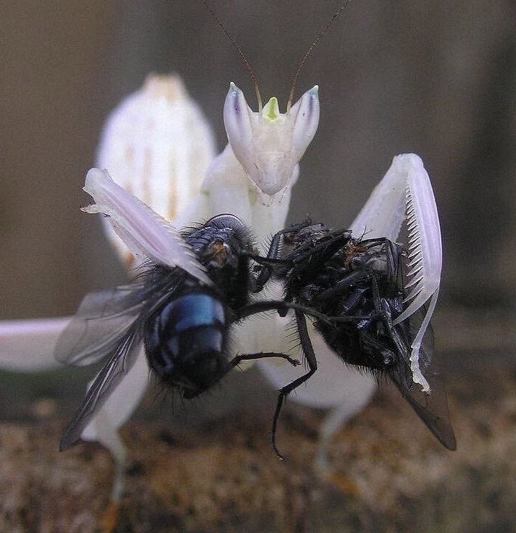 fujoshi mantis making fly yaoi