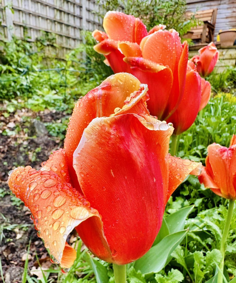 One more pic of wet Tulips. #flowers