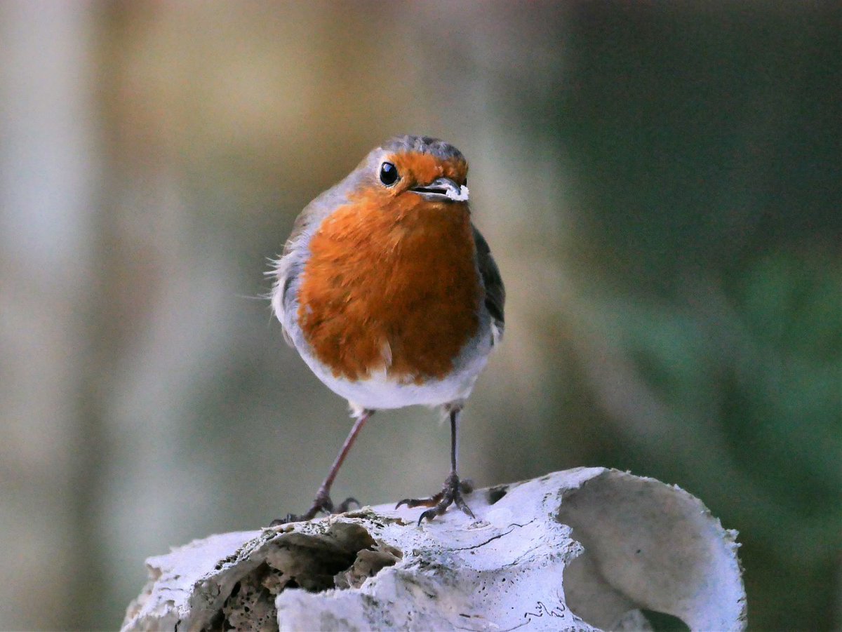 Dawn Chorus Sunday 12th May at 4am. Note the early start at 4am in Killiney Hill car park. Dress warmly. A map is available at southdublinbirds.com/events/events.… Please share @BirdsMatter_ie @BirdWatchIE @DttDes @dlrcc @NatureRTE @WicklowBranch @BWIFingal