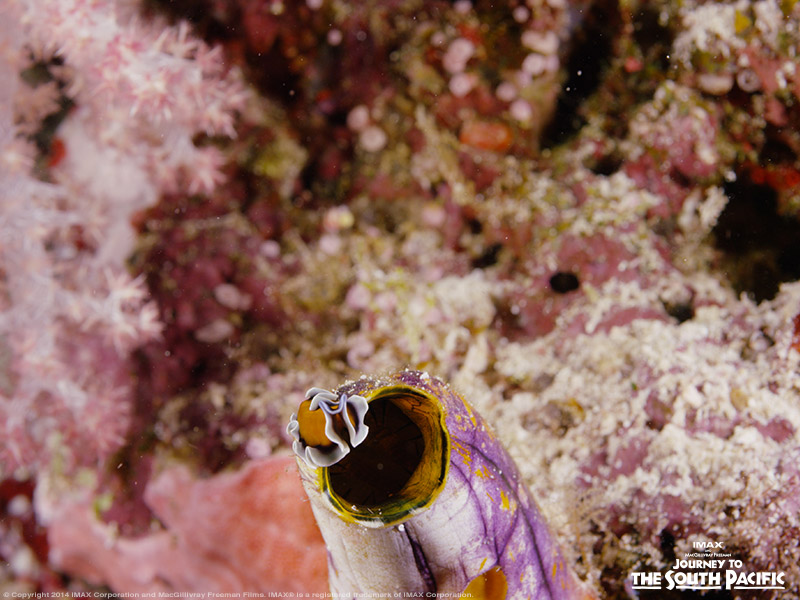 No – this isn’t another nudibranch post! This sea creature – often mistaken for a nudibranch – is known as a flatworm, local to the Indo-West Pacific Ocean. These curious, yet strange, looking creatures can also be found in the IMAX film #JourneytotheSouthPacific.