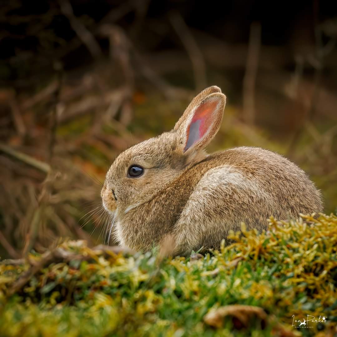 Wow twitter you have blown me away with my last post & proved me wrong . Now for the opposite of last nights pic. Thank you all I will reply to all eventually. An image of a baby rabbit, after all Watership down was my favourite childhood film .