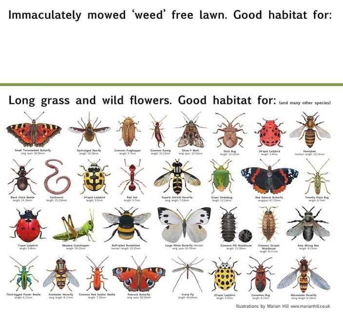 Who says a ‘perfect’ lawn is perfect? 🌱 Embrace the wild and watch nature thrive! #Biodiversity #NoMowMay #DemeterEarth #FeedTheSoilHarvestTheFuture