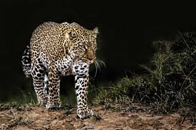 Today 3 May is International Leopard Day, it's a day to raise awareness on the importance of conserving & protecting this fascinating & beautiful cat. Leopard's grace and elusiveness make it a unique safari drawcard. #EngageInWildlife