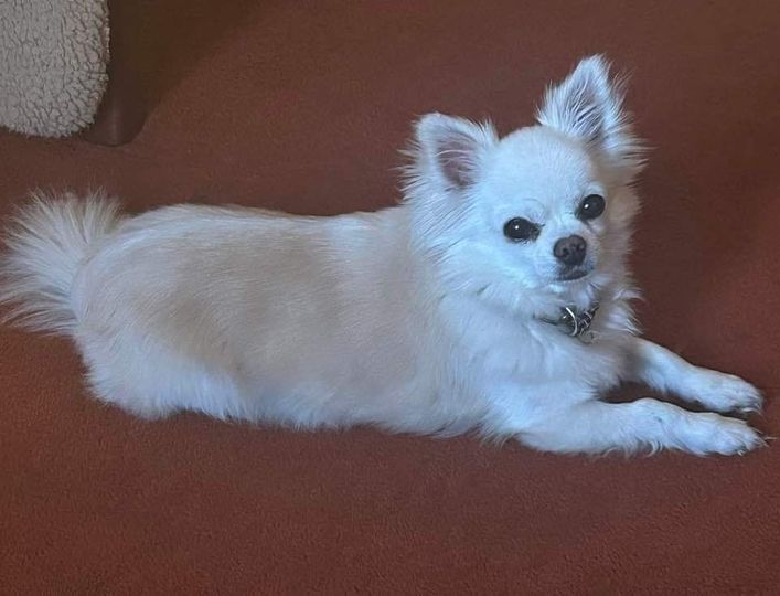 🔥🔥 #MISSINGDOG FROM #LAWSIDEROAD/#LOONSROAD #DUNDEE #DD3 AREA, #SCOTLAND AROUND 8.30 AM FRIDAY, 3/5/24. VERY TIMID. ELDERLY MAN'S MOST PRECIOUS BELONGING. SHE IS 12 & CHIPPED & SPAYED. CAN EVERYONE CHECK GARDENS, BUSHES AND DECKING. 👀👀 PLEASE DON'T CHASE. SIGHTINGS ONLY…
