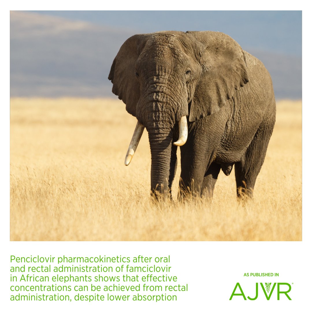 African elephants administered #famciclovir via oral & rectal routes resulted in measurable serum #penciclovir. These findings may be utilized in treating viral infections. 🐘 jav.ma/penciclovir @FortWorthZoo @IndianapolisZoo @AazvZoovets @sandiegozoo @NCStateVetMed #EEHV