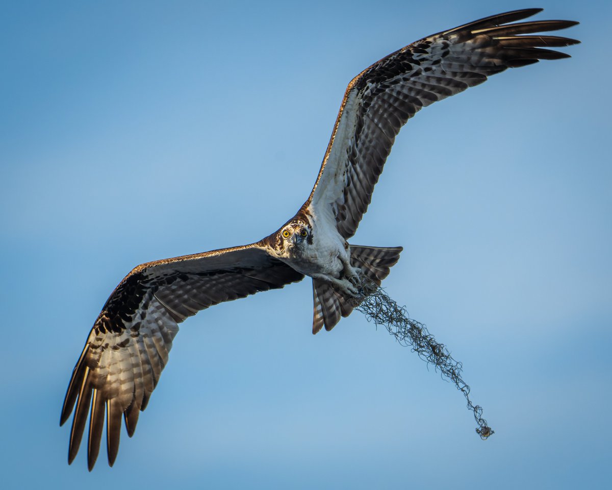 Osprey with Spanish Moss trailing behind...
#photography #NaturePhotography #wildlifephotography #thelittlethings