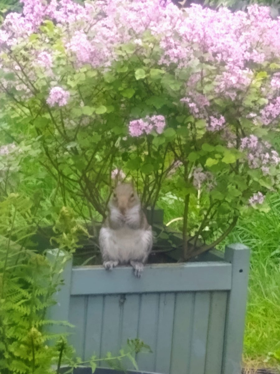 We had a visitor in the garden today. Steve had obviously buried some nuts last year and popped in for a snack.