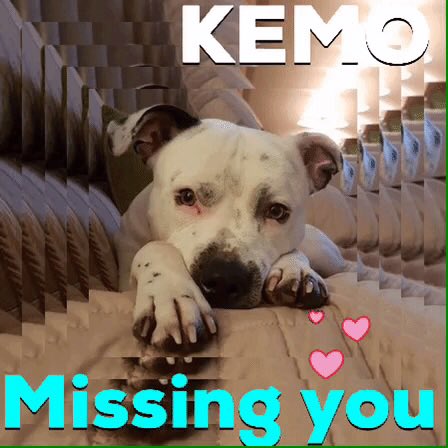 This dear #TherapyDog has been missing for WAY too long & most frustrating: There MUST be someone who knows his exact whereabouts. If this is YOU, please don't hold out any longer and make contact. All info will be treated in the strictest confidence! @Find_Kemo/@KarenFi51820768