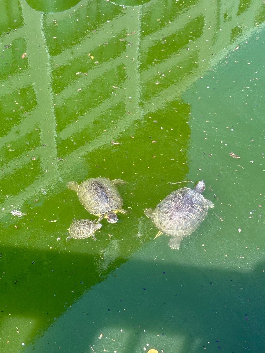 みんな、おはたこー🐙🧀
無事に大阪から帰ってきたよー！！
今回はメンバー3人しか会えてないけど、次こそは6人全員で会いたい✨️

昨日は大阪天満宮に行ってお参りしてきた！！
グループも、個人の活動もさらに頑張れるようにってお願いしてきたよ✌️
GWもまもなく後半‼️
最後まで楽しんでいこうー！