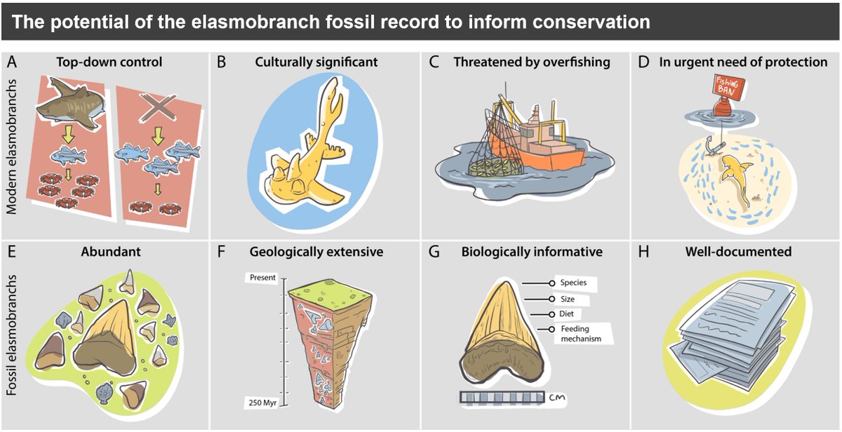 Erin Dillon (@erinmdillon) on Twitter photo New review paper with <a href="/pimientoc/">Catalina Pimiento</a> on #elasmobranch #conservation #paleobiology is now out in Paleobiology!
"Aligning paleobiological research with conservation priorities using elasmobranchs as a model"
🔓doi.org/10.1017/pab.20…
#FossilFriday <a href="/PaleoSoc/">The Paleontological Society</a> New review paper with <a href="/pimientoc/">Catalina Pimiento</a> on #elasmobranch #conservation #paleobiology is now out in Paleobiology!
"Aligning paleobiological research with conservation priorities using elasmobranchs as a model"
🔓doi.org/10.1017/pab.20…
#FossilFriday <a href="/PaleoSoc/">The Paleontological Society</a>