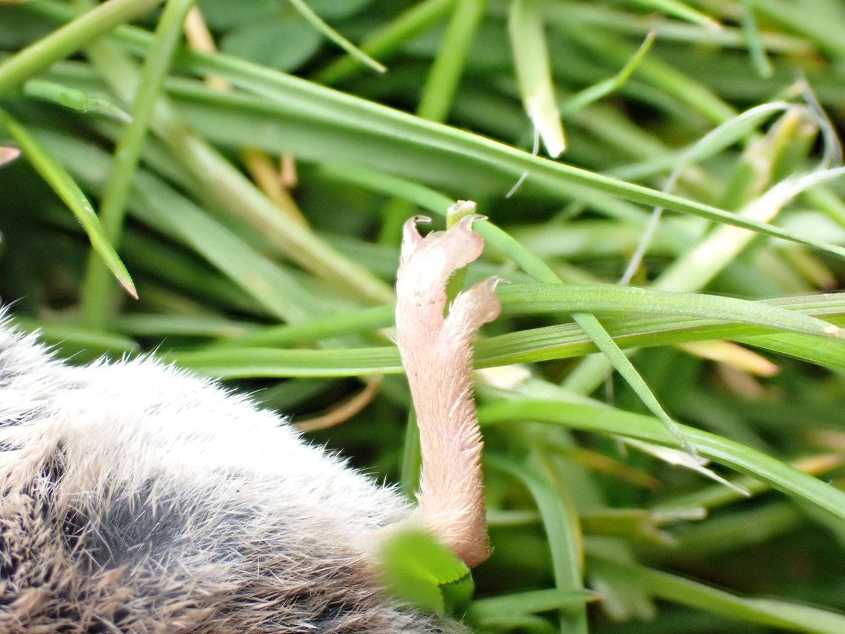 Veering towards Pygmy Shrew (Sorex minutus) based on length of tail being relatively long, colour paler brown and snout more conical. Unmarked as far as I could see, possibly dropped by a raptor? On E-W path across Goose Green. @labmammalgroup @ScotWildlife @EdinburghNats